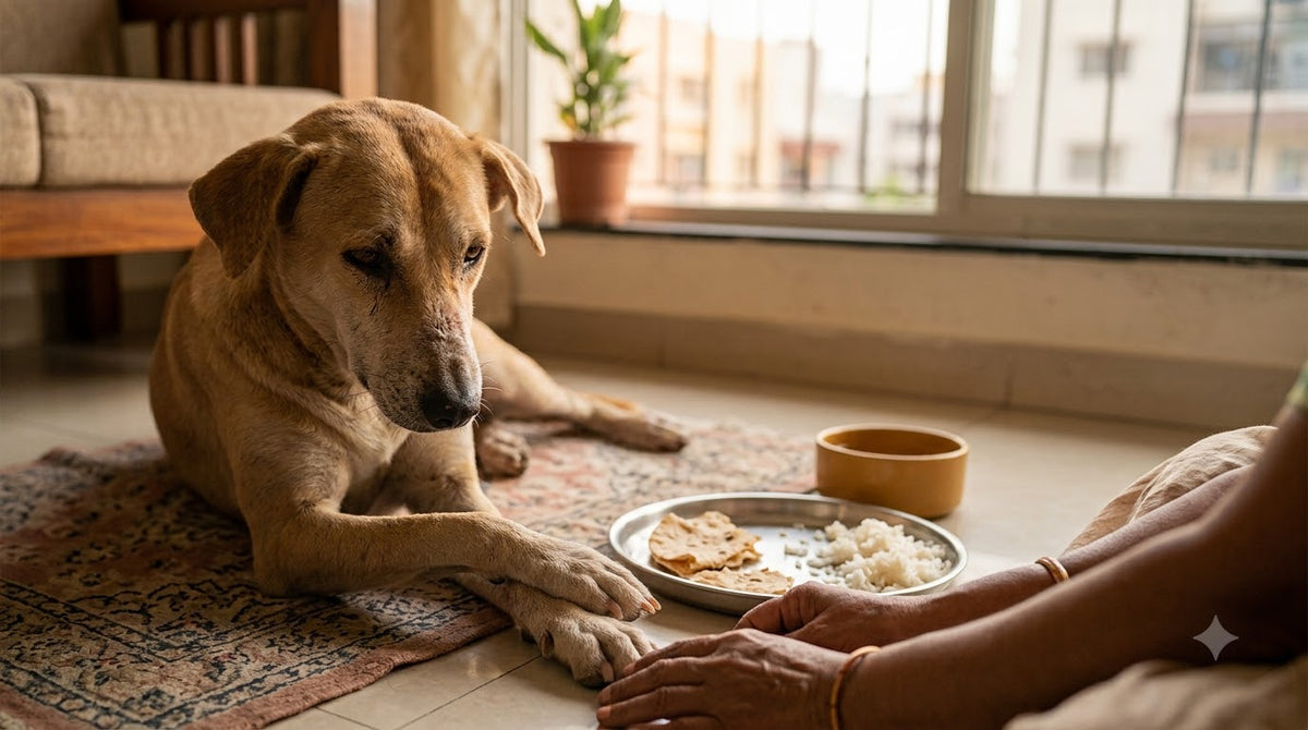 Zinc Deficiency in Dogs in India: Causes, Symptoms, and Solutions